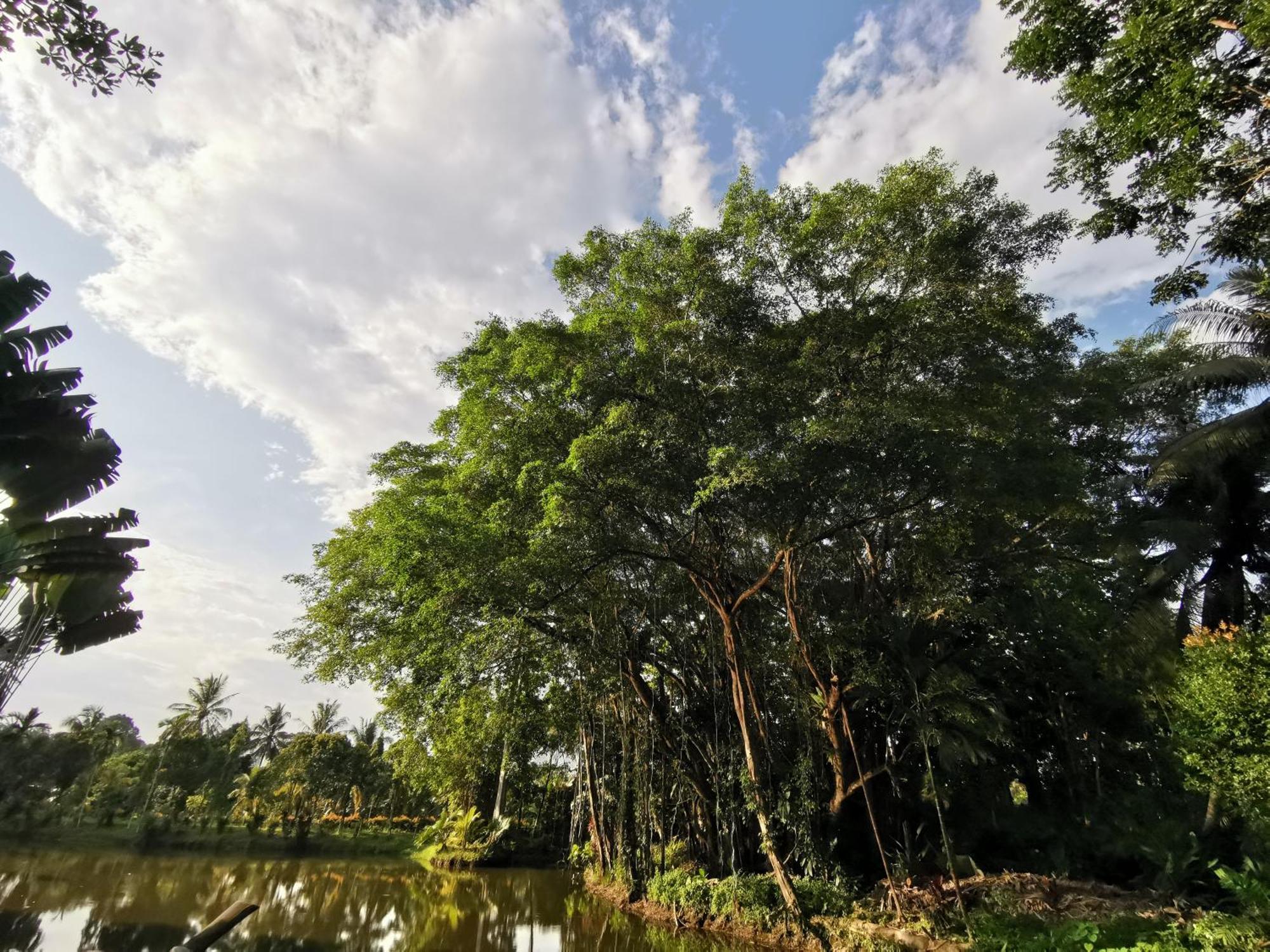 Sepilok Jungle Resort Exteriér fotografie