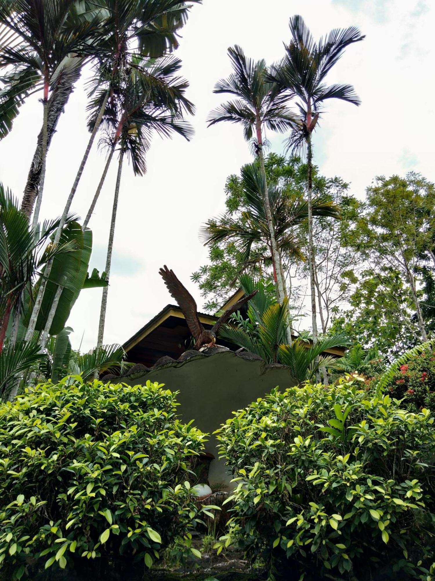 Sepilok Jungle Resort Exteriér fotografie